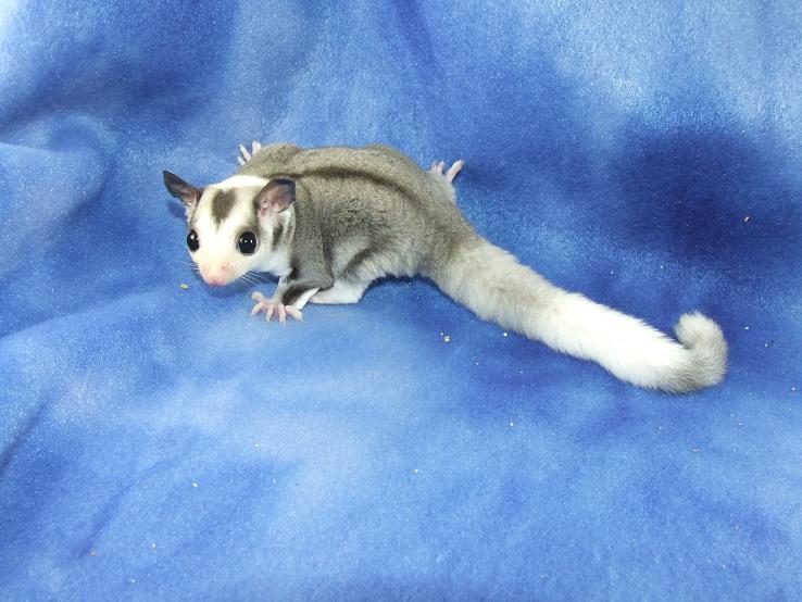 Mosaic sugar glider sales price